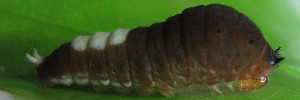Larvae